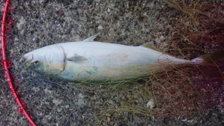 呑ませでハマチ