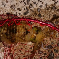 爆風ヤエンで５杯