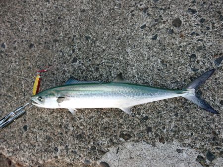 久々のルアー釣り