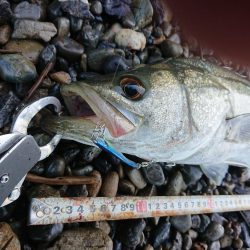 デイシーバス釣り