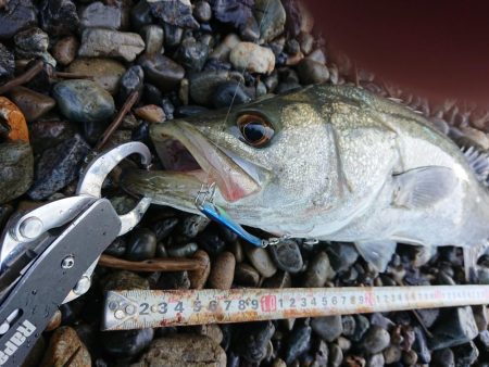 デイシーバス釣り