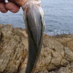 ロックフィッシュ