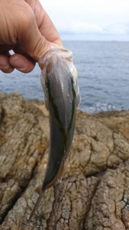 ロックフィッシュ