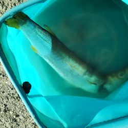 はじめて釣りました(カマス)