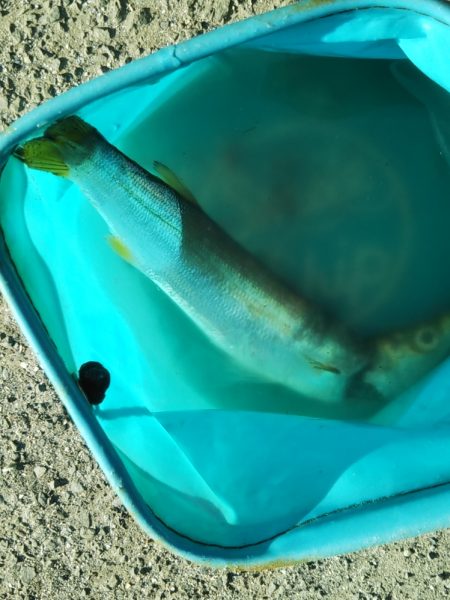 はじめて釣りました(カマス)