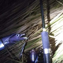 夕マヅメに朝のリベンジを……