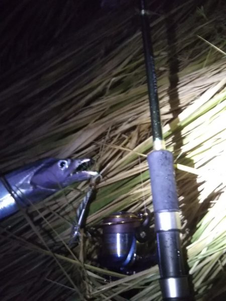 夕マヅメに朝のリベンジを……