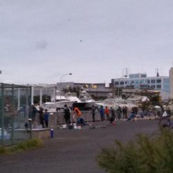 夕マヅメに賑わっていました