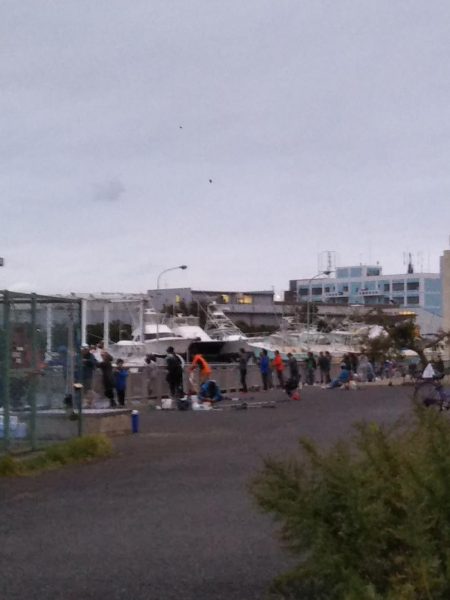 夕マヅメに賑わっていました