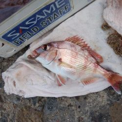 北風強い播磨新島釣行