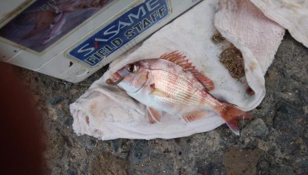 北風強い播磨新島釣行