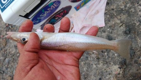 台風接近直前の播磨新島釣行