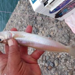 台風通過後の播磨新島釣行