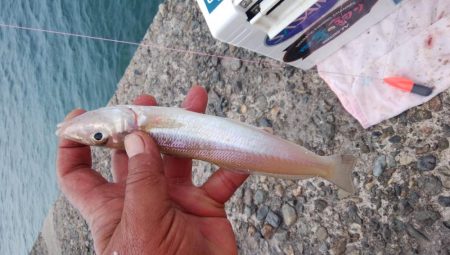 台風通過後の播磨新島釣行