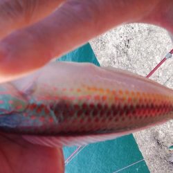 キスが消えた播磨新島釣行