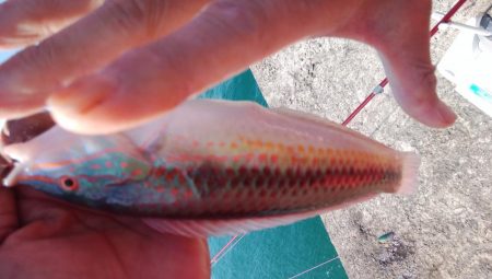 キスが消えた播磨新島釣行