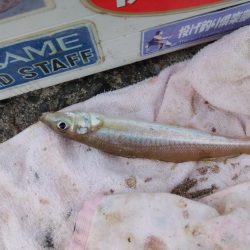 活性が戻り始めた播磨新島釣行