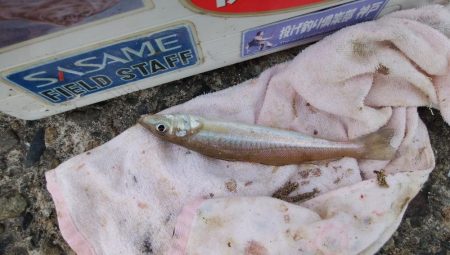 活性が戻り始めた播磨新島釣行