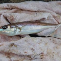 3時間キスのアタリ無い播磨新島釣行