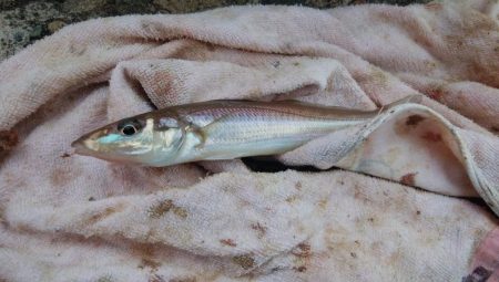 3時間キスのアタリ無い播磨新島釣行