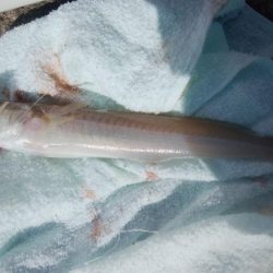 潮時が重要な播磨新島釣行