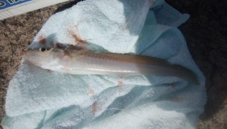 潮時が重要な播磨新島釣行