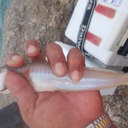 朝から爆釣続く播磨新島釣行