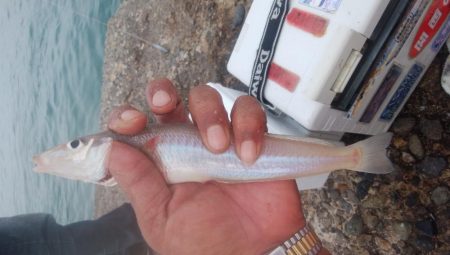 朝から爆釣続く播磨新島釣行