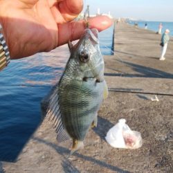 日没前２時間の播磨新島釣行