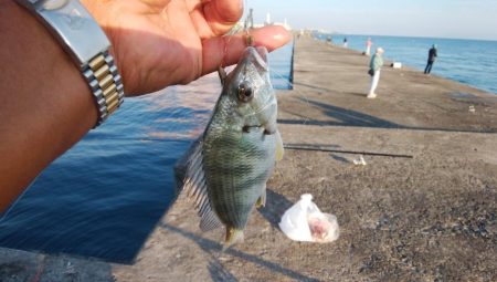 日没前２時間の播磨新島釣行