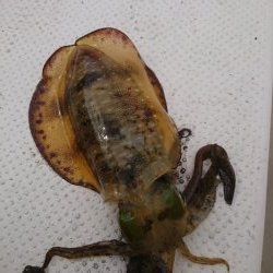 ボートエギング２