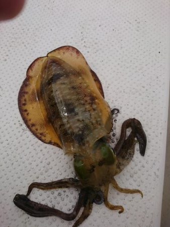 ボートエギング２