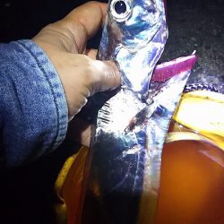 厳しかった～。タチウオ。