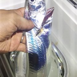 タチウオからのツバス