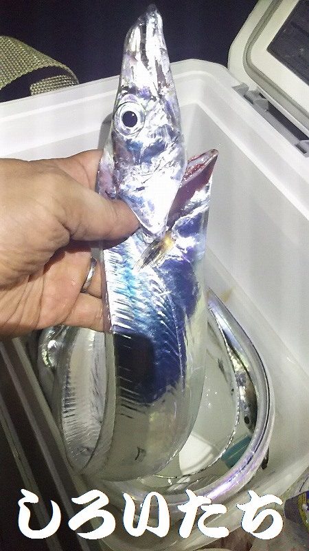 タチウオからのツバス