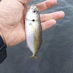 チヌ狙いがいつの間にかアジ釣りに・・・・
