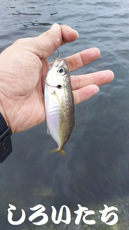 チヌ狙いがいつの間にかアジ釣りに・・・・