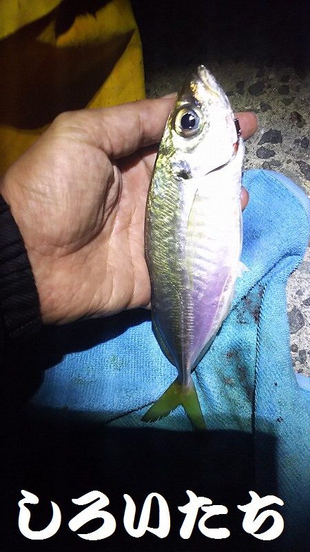 アジ釣りに行く。