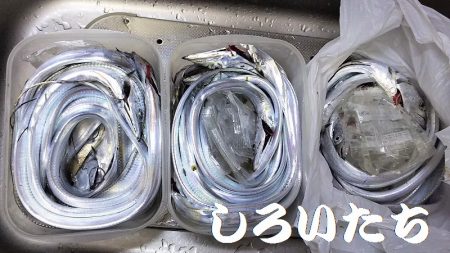 爆釣!タチウオ。