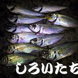 雨はアジが好調。