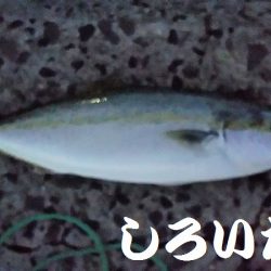 復活したようです。