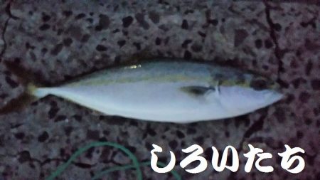 復活したようです。