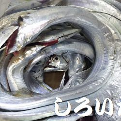 タチウオ釣り。いいサイズが釣れました。
