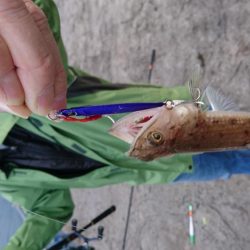 波止でタチウオ、エソ、地磯でアオリイカ