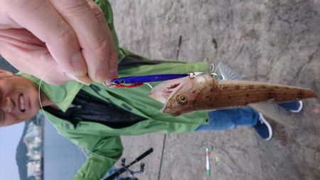 波止でタチウオ、エソ、地磯でアオリイカ