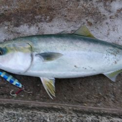 ジグでハマチ、テンヤでタチウオ