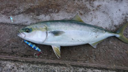 ジグでハマチ、テンヤでタチウオ