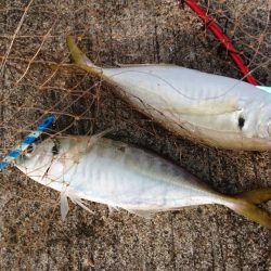 サワラ、タチウオ、ハマチ、アジ