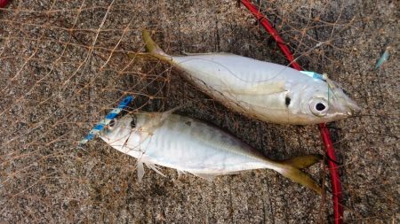 サワラ、タチウオ、ハマチ、アジ