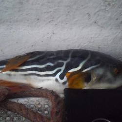 ハマチばっかり